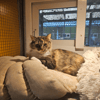 MINETTE A17642