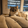 MINETTE A17642