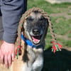 PEPITA
