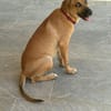 BANDIT est un chouette chien