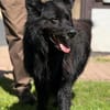 Arko vom Hofhund zum treuen Begleiter