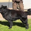 Arko vom Hofhund zum treuen Begleiter