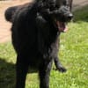 Arko vom Hofhund zum treuen Begleiter