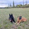 Arko vom Hofhund zum treuen Begleiter