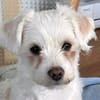 EMILIO-zuckersüßer, kleiner Bichon-Mix-Rüde, 30