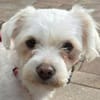 EMILIO-zuckersüßer, kleiner Bichon-Mix-Rüde, 30
