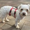 EMILIO-zuckersüßer, kleiner Bichon-Mix-Rüde, 30