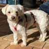 EMILIO-zuckersüßer, kleiner Bichon-Mix-Rüde, 30