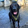 Scott, ein Labrador mit Charme