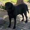 Scott, ein Labrador mit Charme