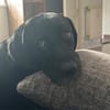 Scott, ein Labrador mit Charme