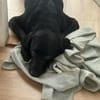 Scott, ein Labrador mit Charme