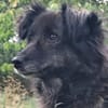 Charlotte  - Herzensmenschen gesucht