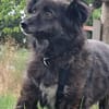 Charlotte  - Herzensmenschen gesucht