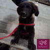 Carol  Lieber Kuschelhund sucht sein Für-immer-Zuhause
