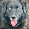 Carol  Lieber Kuschelhund sucht sein Für-immer-Zuhause