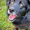 Carol  Lieber Kuschelhund sucht sein Für-immer-Zuhause