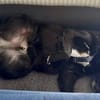 Carol  Lieber Kuschelhund sucht sein Für-immer-Zuhause