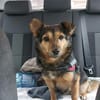 Freundliche Liddy sucht ihr Endzuhause