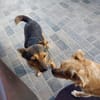 Freundliche Liddy sucht ihr Endzuhause