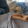 Freundliche Liddy sucht ihr Endzuhause
