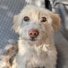 Blondie , 3 Jahre alt