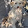 Blondie , 3 Jahre alt