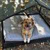 Rocco  klein, charmant und am liebsten mittendrin!