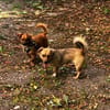 Rocco  klein, charmant und am liebsten mittendrin!