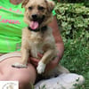 Rocco  klein, charmant und am liebsten mittendrin!