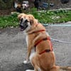 Kalle sucht seine Menschen