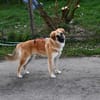 Kalle sucht seine Menschen
