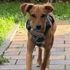 Akamaru eine charmantes kleines Mädchen