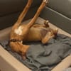 Akamaru eine charmantes kleines Mädchen