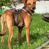 Akamaru eine charmantes kleines Mädchen
