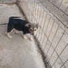 Jola, kleines Hundeherz sucht Heimat