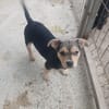 Jola, kleines Hundeherz sucht Heimat