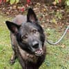 Greifi, ein Traum - Schäferhund
