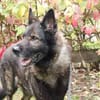 Greifi, ein Traum - Schäferhund