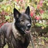 Greifi, ein Traum - Schäferhund