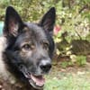Greifi, ein Traum - Schäferhund