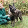 Greifi, ein Traum - Schäferhund