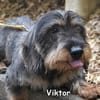 Viktor