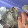 innen und außen zuckersüß : Kater Samy im Rheingau