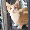 Süßer, fröhlicher Kater Andreas