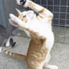 Süßer, fröhlicher Kater Andreas