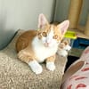 Süßer, fröhlicher Kater Andreas