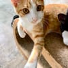 Süßer, fröhlicher Kater Andreas