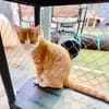 Süßer, fröhlicher Kater Andreas