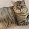 Katzenfreundlicher Kater Flick